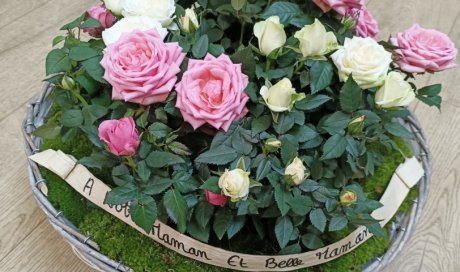 Panier de rosiers blanc et rose pour deuil par votre fleuriste à Saint Aubin D'Aubigné