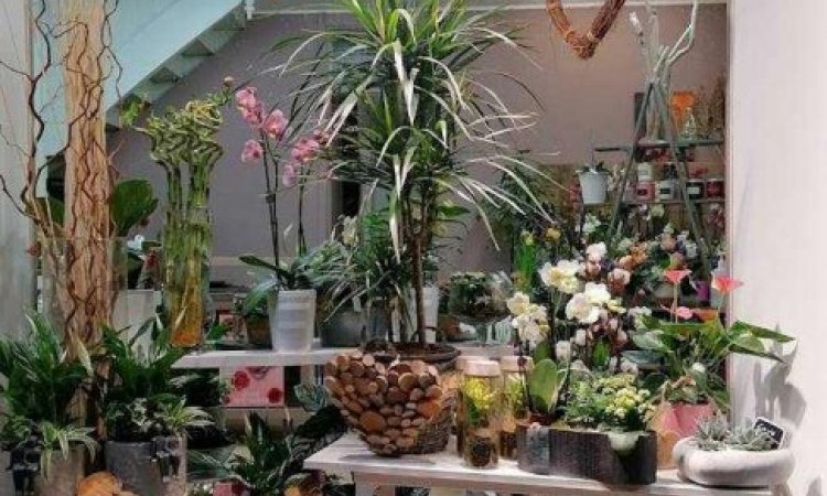 Acheter une plante fleurie en pot facile d'entretien pour l'extérieur - Saint-Aubin-d'Aubigné – Dites Le Avec Des Fleurs