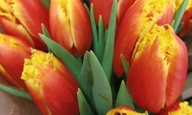tulipes par votre artisan fleuriste à Saint Aubin D'Aubigné