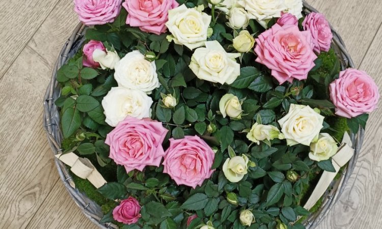 Panier de rosiers blanc et rose pour deuil par votre fleuriste à Saint Aubin D'Aubigné